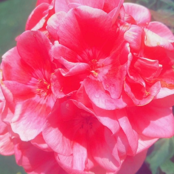 Meet your Posher, Mackenzie - Picture 1 of 1